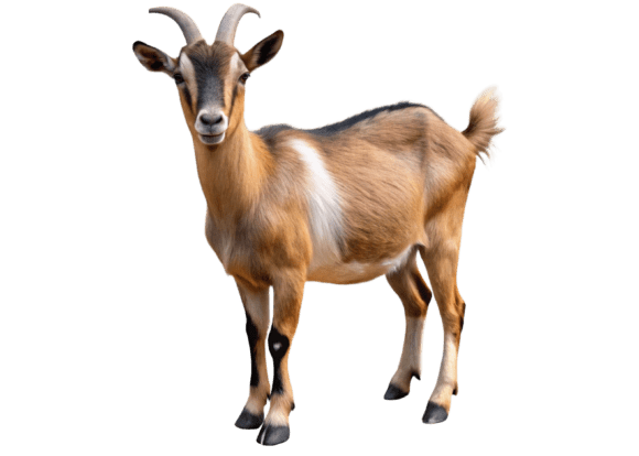 Download Goat Animal Clipart PNG Design - Goat Collection